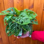 Monstera adansonova (Monstera adansonii) ´MONKEY MASK´ - výška 20-25 cm, kont. C1L